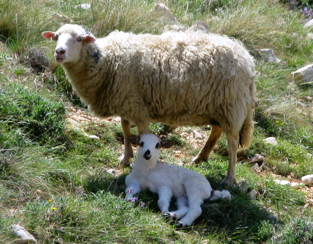 vetroteam-a-zabludena-ovecka