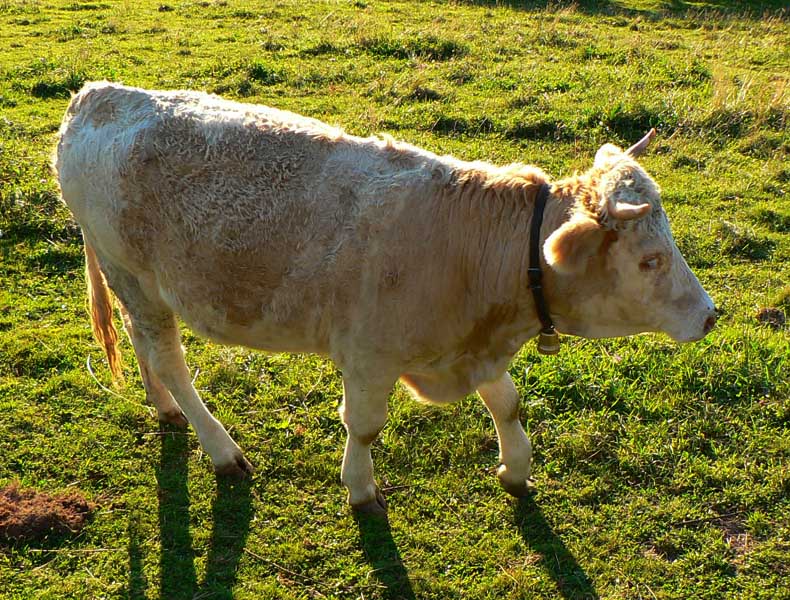 telgart-stolica-muranska-zdychava